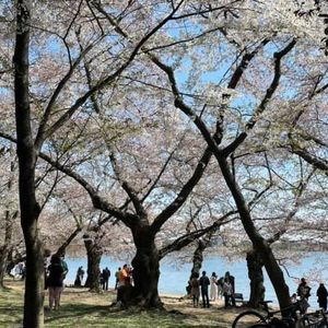 Meet your Posher, Maya